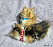 Siberian cats - Advert 1