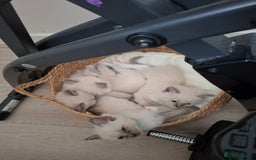 Ragdoll cats for sale: Stunning Ragdoll kittens  - Image 20