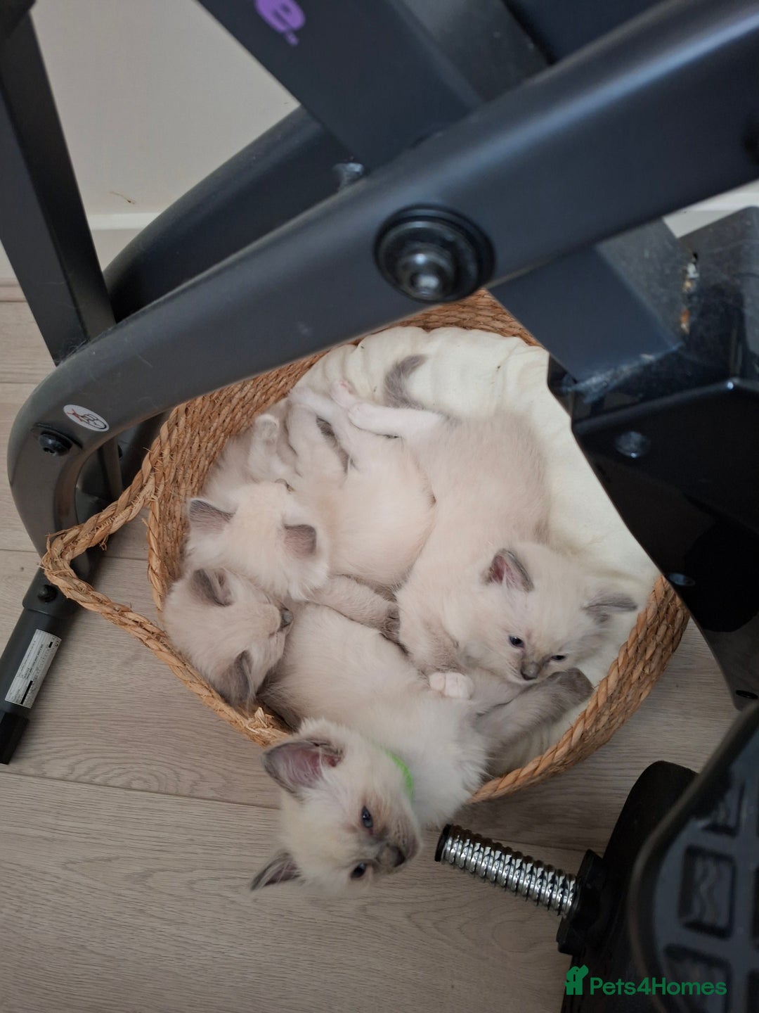Ragdoll cats for sale: Stunning Ragdoll kittens  - Image 20