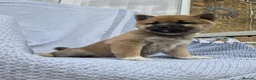 Japanese Shiba Inu dogs for sale: Last Lovely Shiba Inu Puppy, Ready for home now! - Advert 18