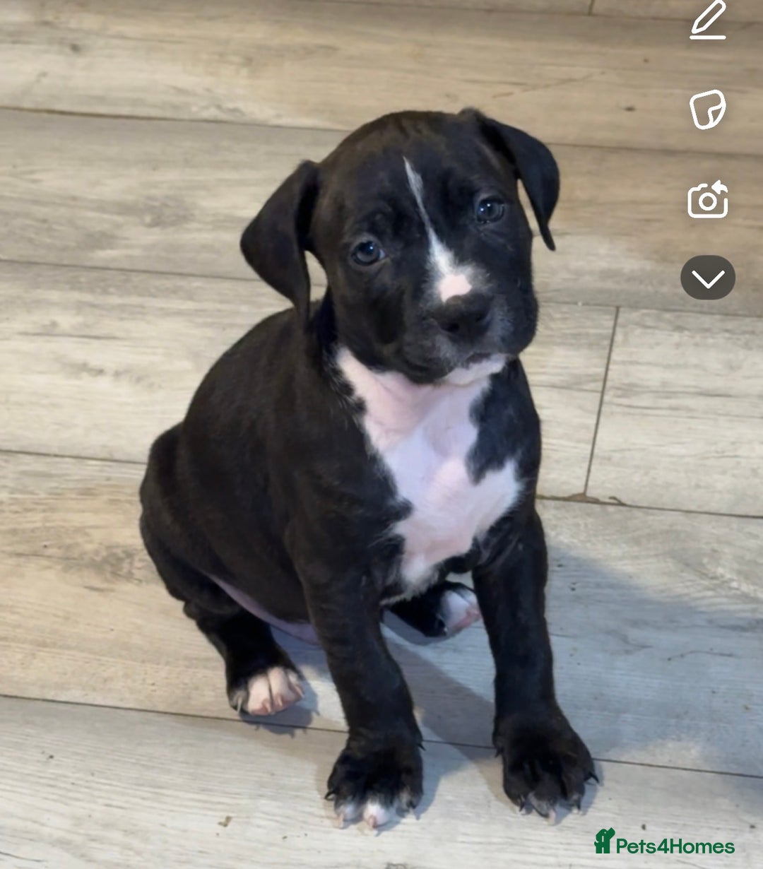 Mixed Breed dogs for sale: beautiful cane corso/ staff pups 7 left  - Image 7