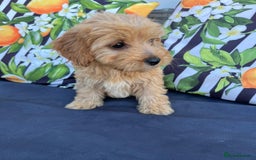 Cavachon dogs for sale: Cavapoochon 3 boys - Image 25