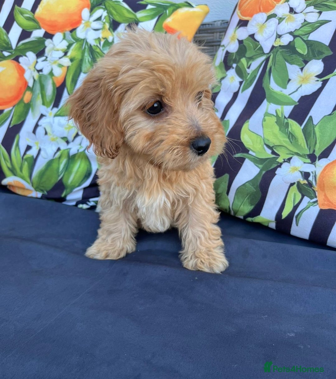 Cavachon dogs for sale: Cavapoochon 3 boys - Image 25
