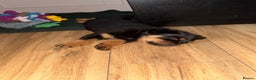 Rottweiler dogs for sale: 2 Beautiful Chunky Rottie pups - Advert 3