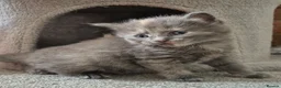 Mixed Breed cats for sale: 3 beautiful babies left from a litter of 6 - Advert 6