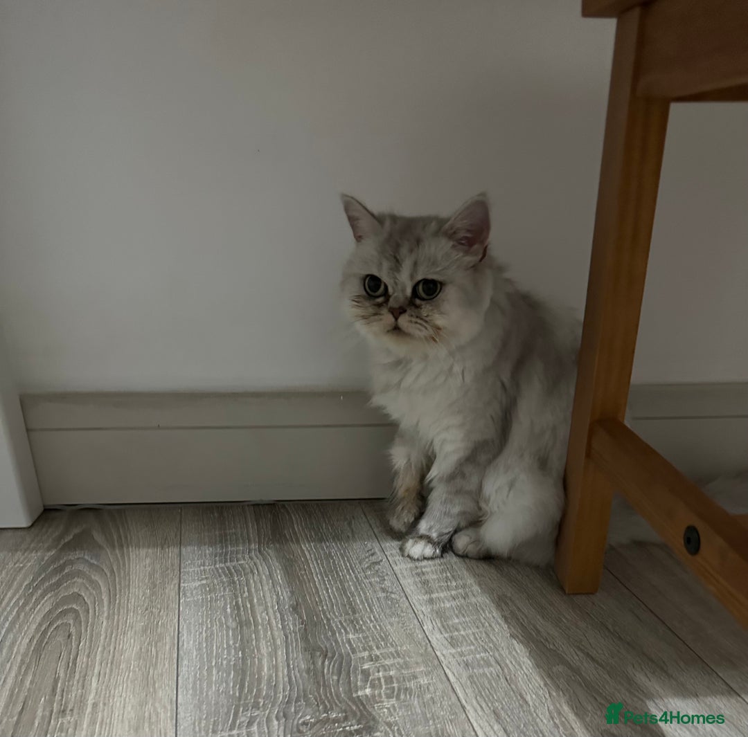 Persian cats for sale: Beautiful Chinchilla Persian Cat (3 Years Old) - Image 3