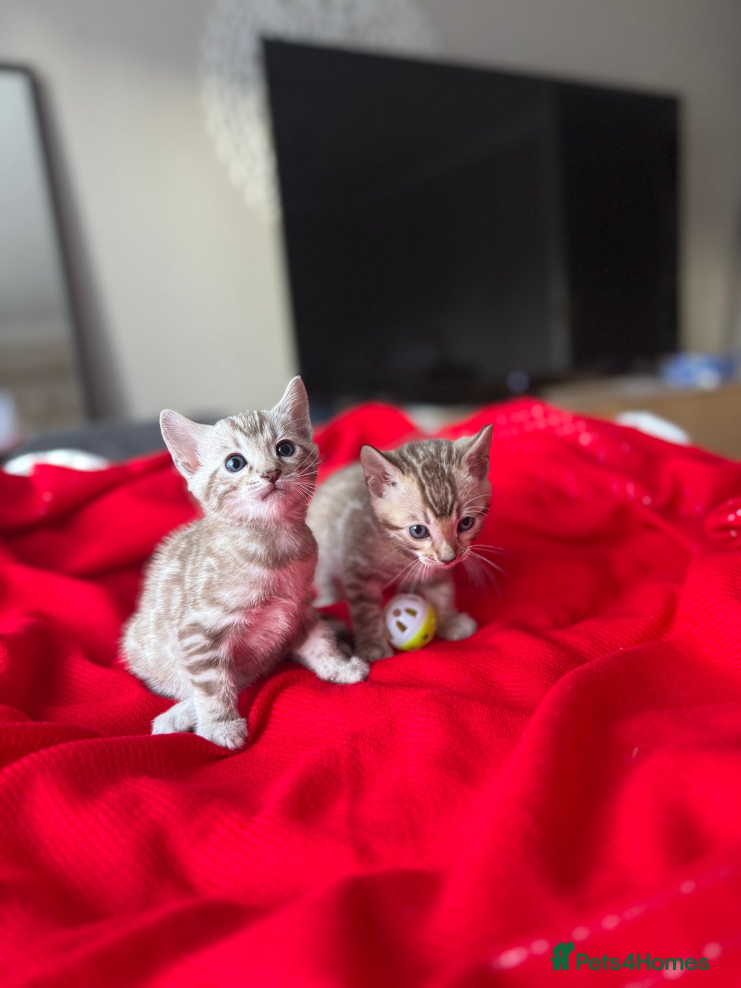 Bengal cats for sale: Purebred Bengal Kittens – Ready for Loving Homes - Advert 25