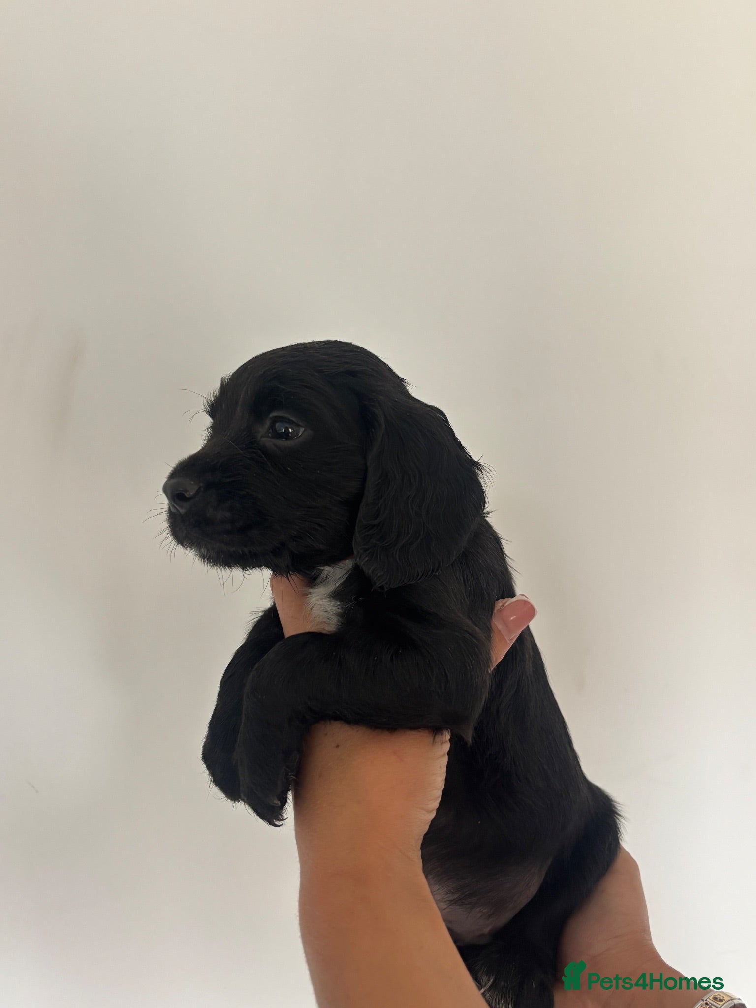 Cocker Spaniel dogs Cocker spaniel Pups - Advert 18