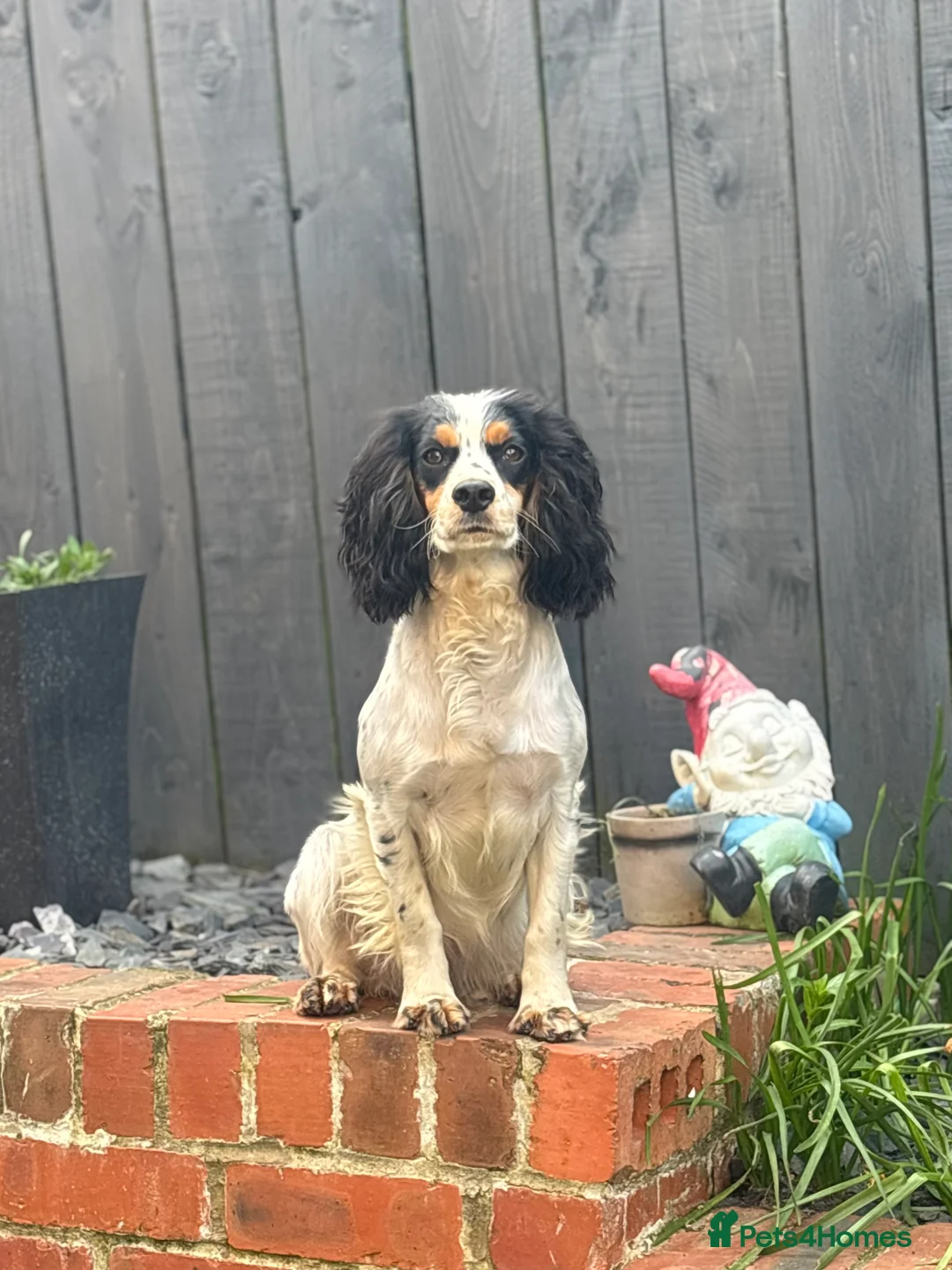 Cockapoo dogs for sale: LAST BOY REDUCED- Health Tested toy cockerpoos  - Advert 13