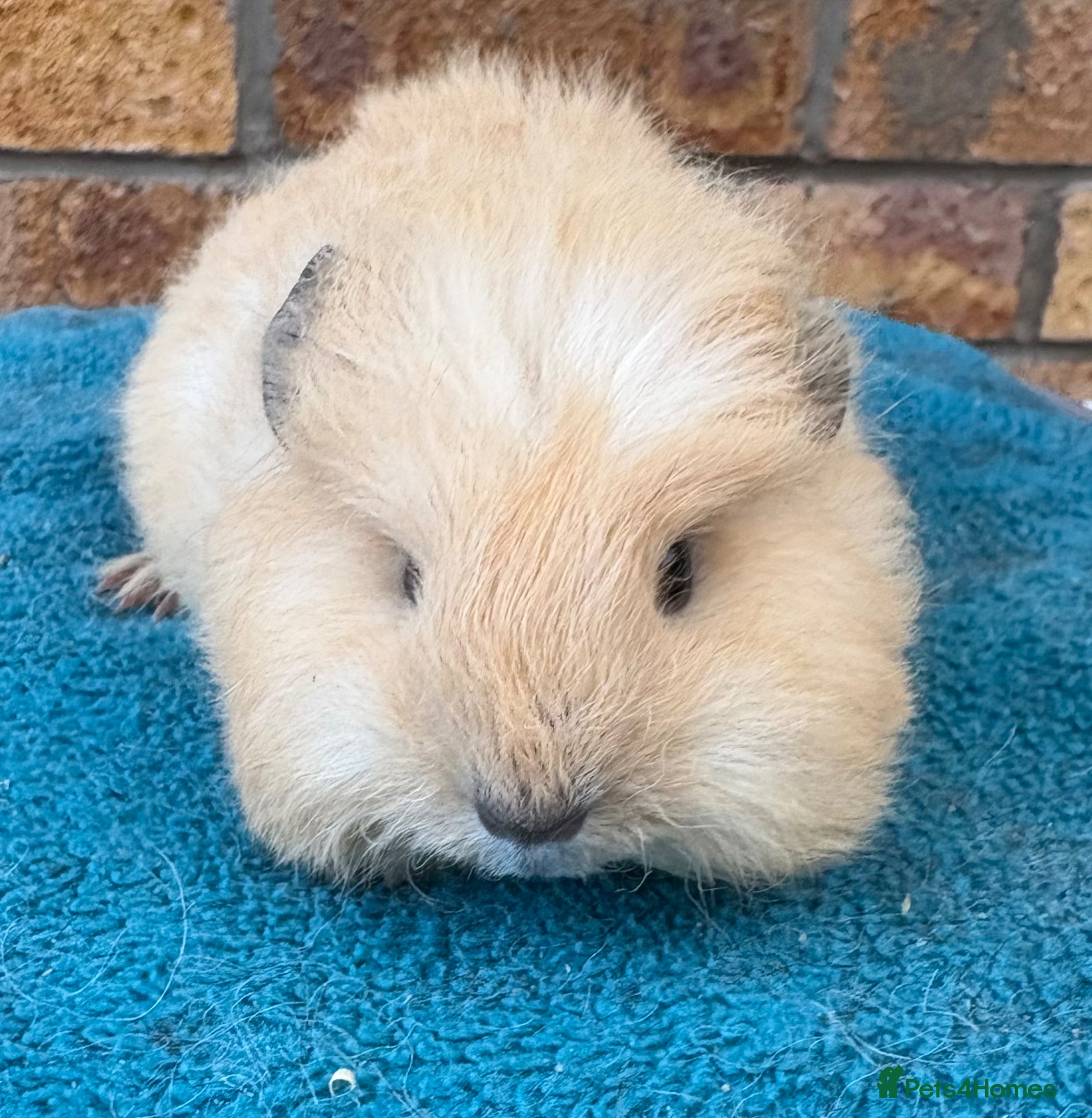 Guinea Pig rodents Swiss cream Cali point boar  - Advert 6