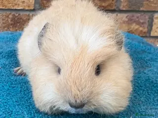 Guinea Pig rodents Swiss cream Cali point boar - Advert 6