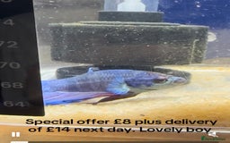 Bettas fish for sale: Betta fish seeking homes  - Image 4