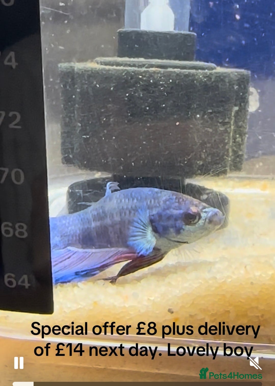 Bettas fish for sale: Betta fish seeking homes  - Image 4