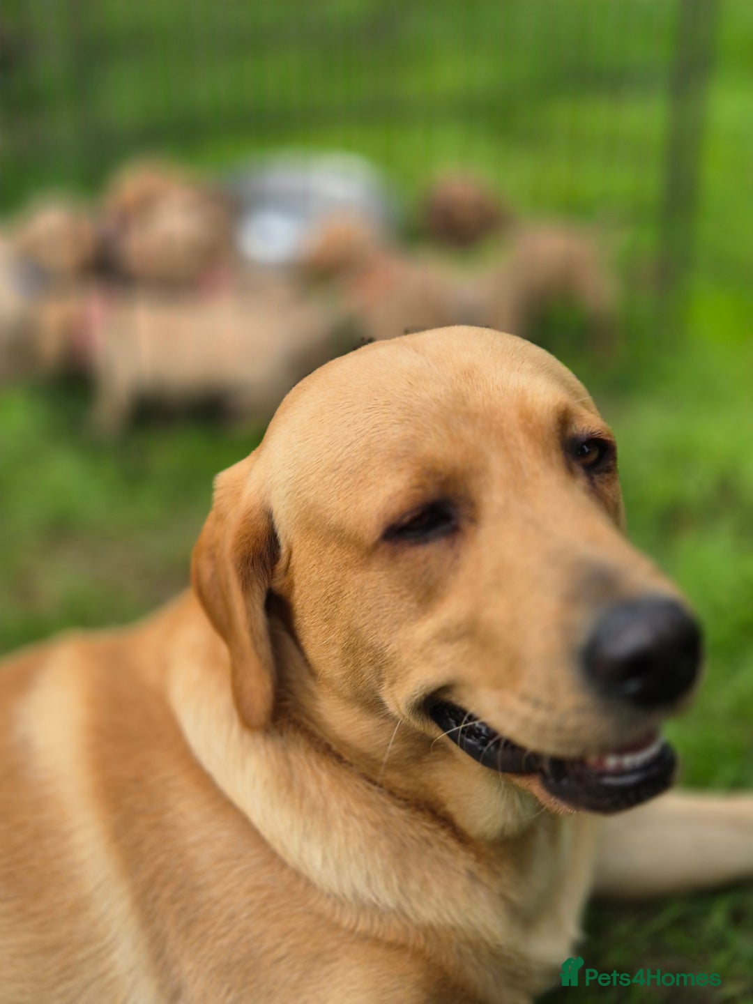 Labrador Retriever dogs for stud: Churchill for stud - Advert 4