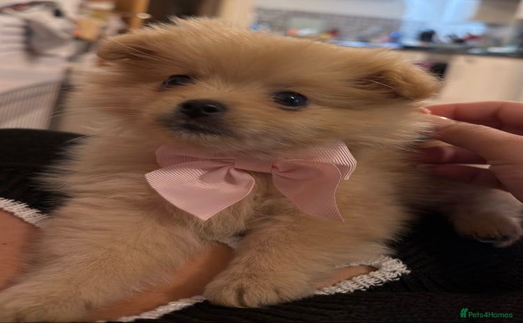 Mixed Breed dogs - Advert 10