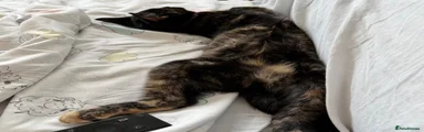 Domestic Shorthair 1