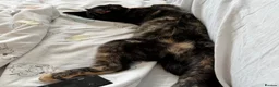Domestic Shorthair cats for sale: Domestic shorthair  - Advert 4