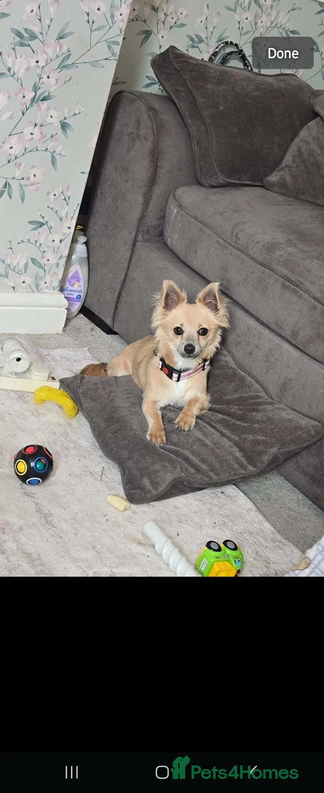 Chihuahua dogs for sale: Chihuahua female - Advert 1