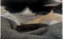 Bombay cats for sale: 3 beautiful kittens - Image 6