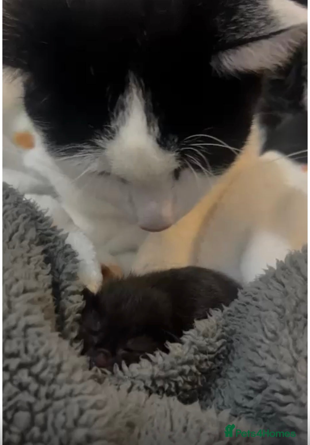 Bombay cats for sale: 3 beautiful kittens - Image 6