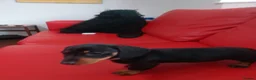 Dachshund dogs for sale:   Dachshund girl puppy looking for new family.🐶 - Advert 3