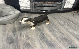 Border Collie dogs for sale: Border collie pups - Image 4