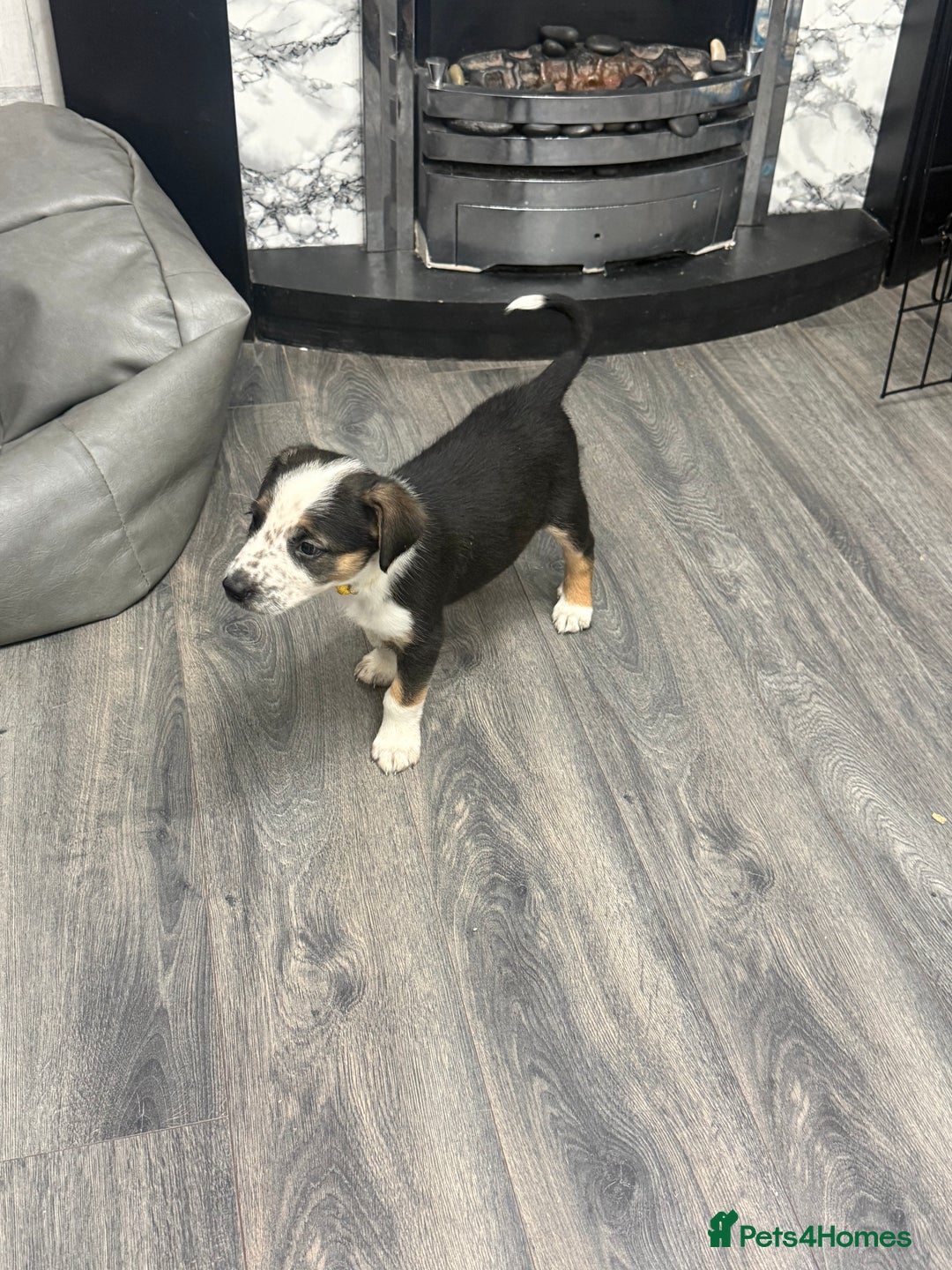 Border Collie dogs for sale: Border collie pups - Image 4