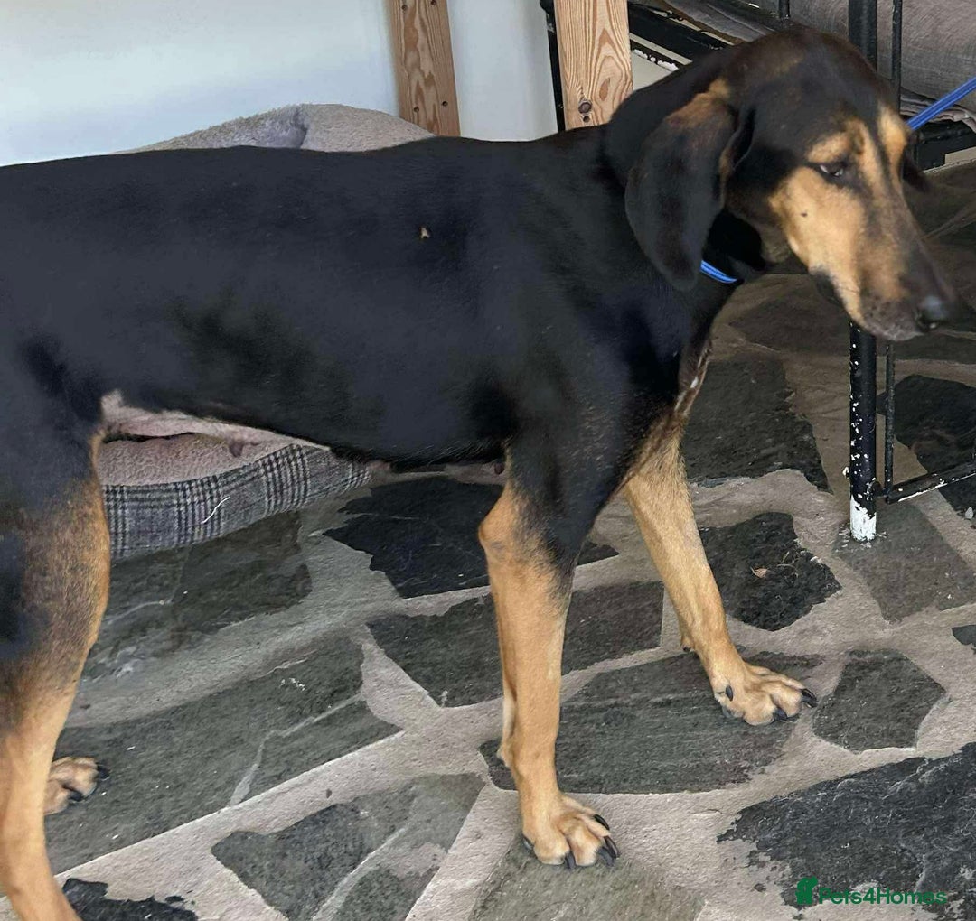 Mixed Breed dogs for adoption: Cinnamon needs a loving home  - Image 10
