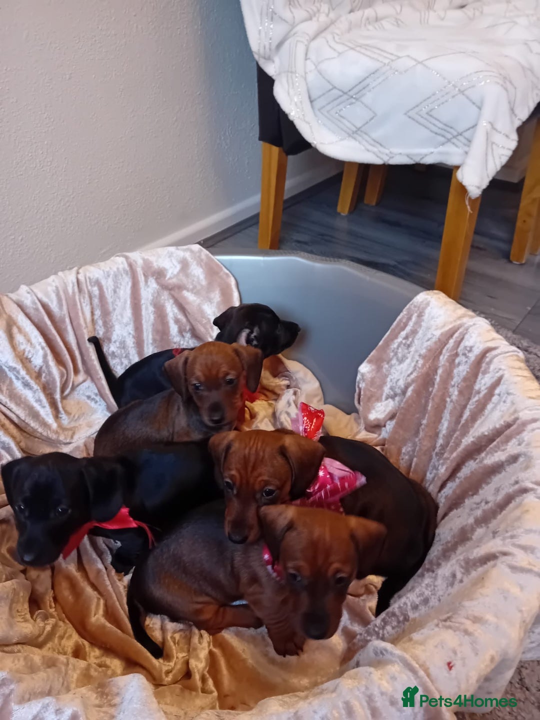 Dachshund dogs for sale: Dachshund puppies  - Advert 4