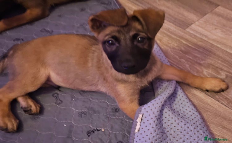 Belgian Shepherd Dog dogs - Advert 1