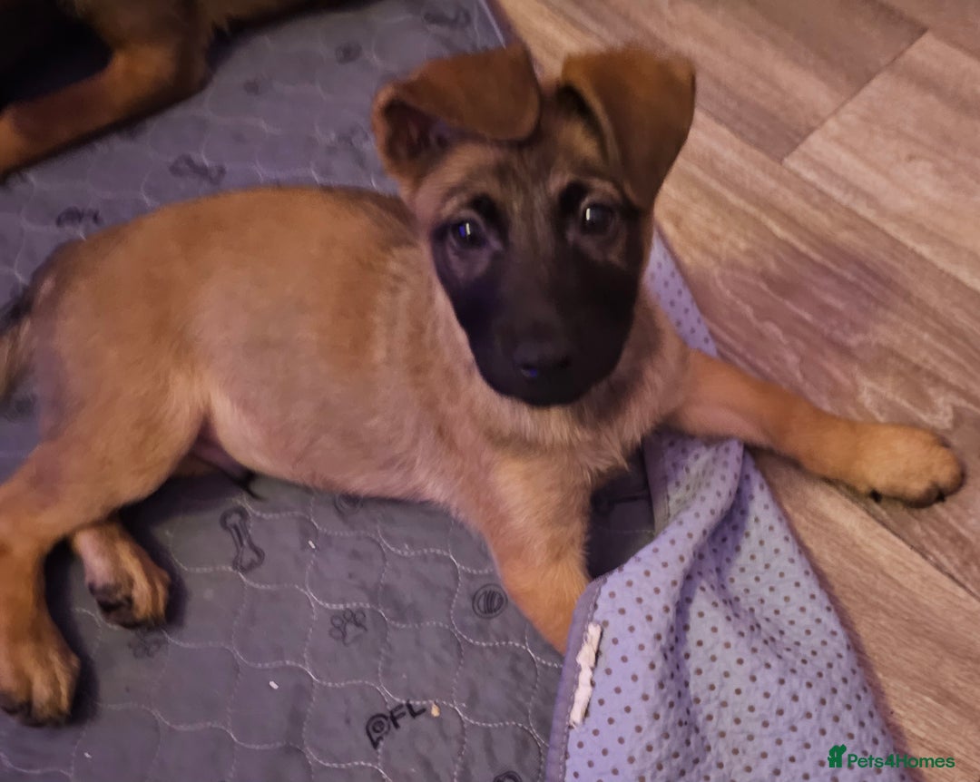 Belgian Shepherd Dog dogs for sale: Belgian malinois puppies  - Image 1