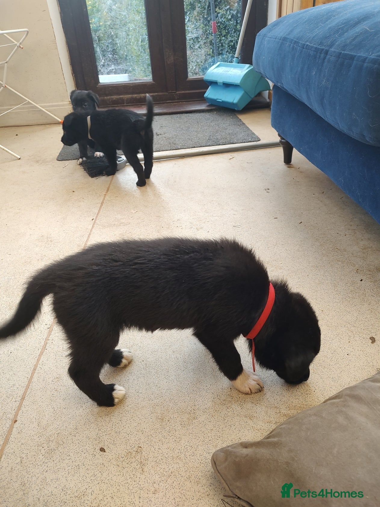 Mixed Breed dogs German Shepherd - Collie puppies - Advert 2