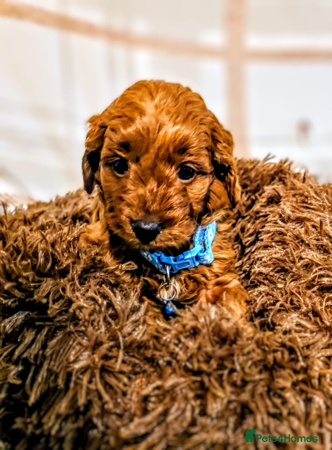 Cockapoo dogs for sale: GENUINE F1B COCKAPOO PUPPIES  - Advert 14