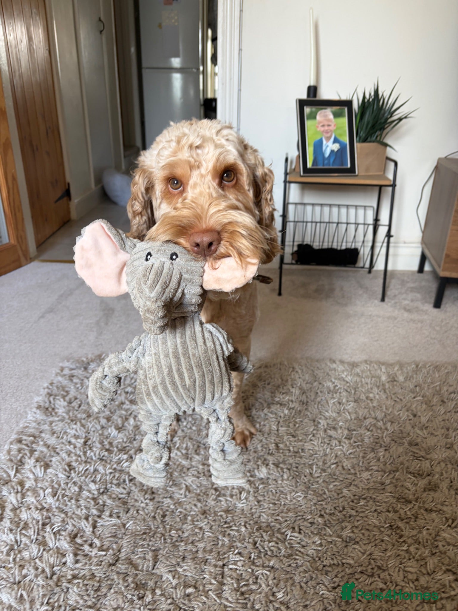 Cockapoo dogs Meet Hugo, 2 year old male Cockapoo 🐾 - Advert 1