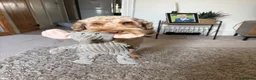 Cockapoo dogs for sale: Meet Hugo, 2 year old male Cockapoo 🐾 - Advert 1