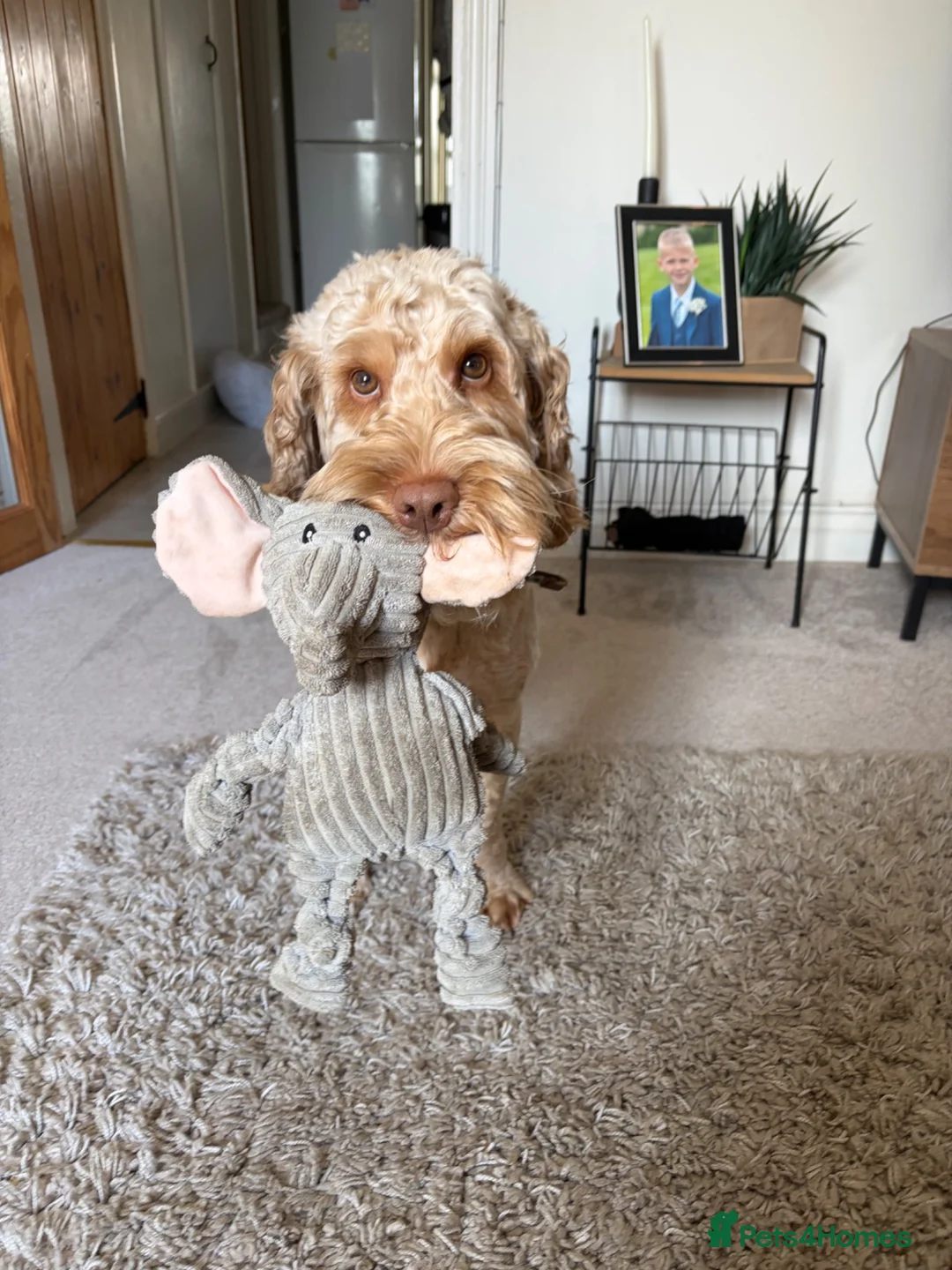 Cockapoo dogs for sale: Meet Hugo, 2 year old male Cockapoo 🐾 - Advert 1