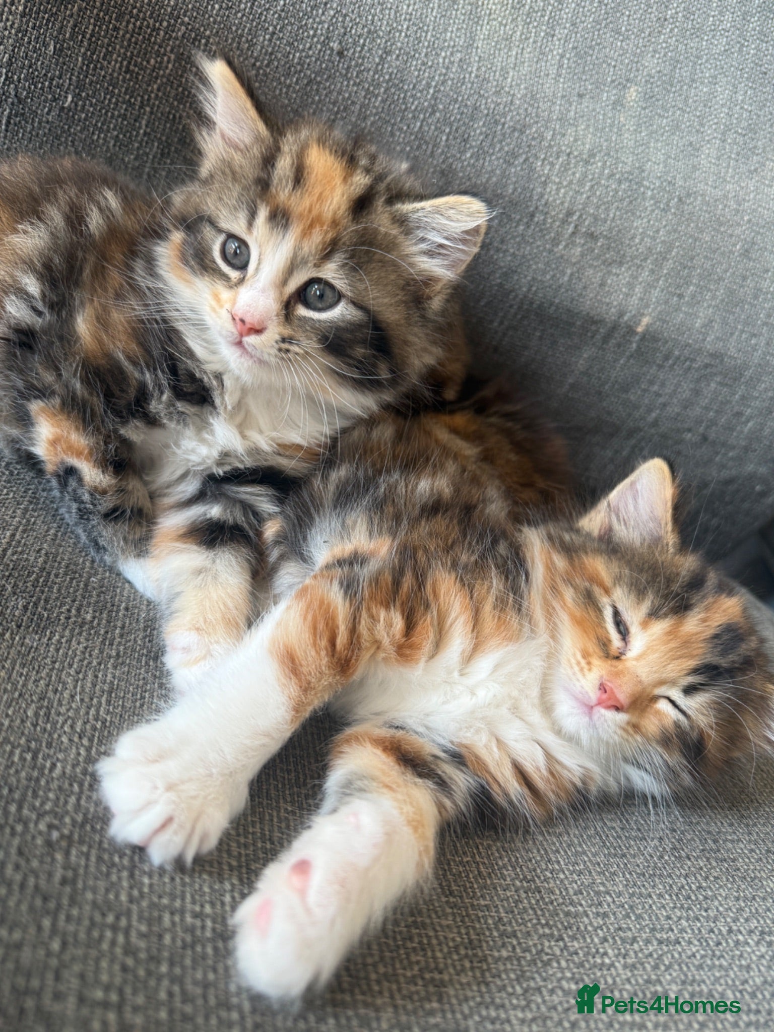 British Longhair cats 3 Stunning British long hair females - Advert 1