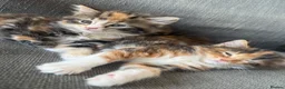 British Longhair cats for sale: 3 Stunning British long hair females - Advert 1