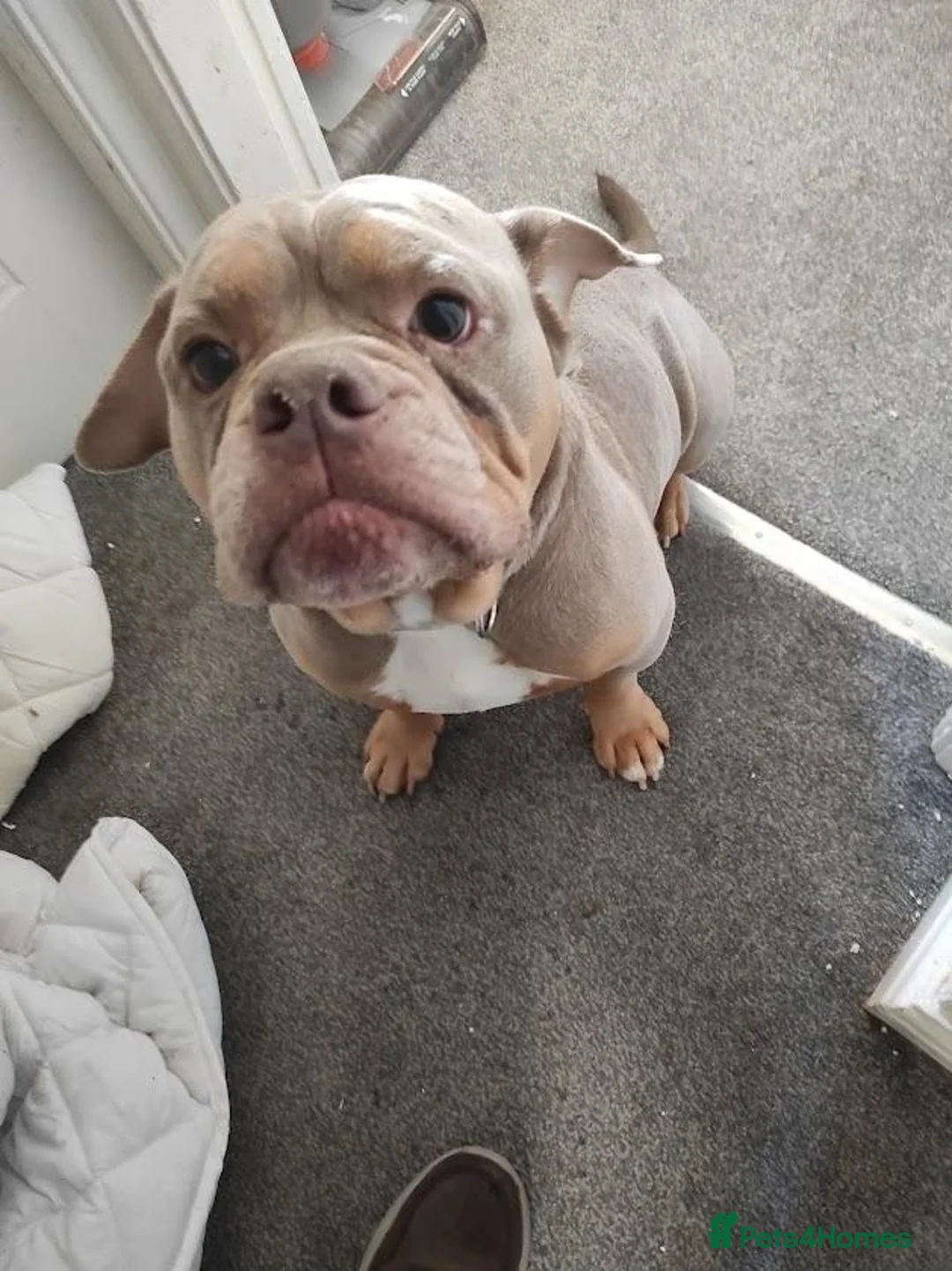 Olde English Bulldogge dogs for sale: Brian in Chesterfield - Advert 1