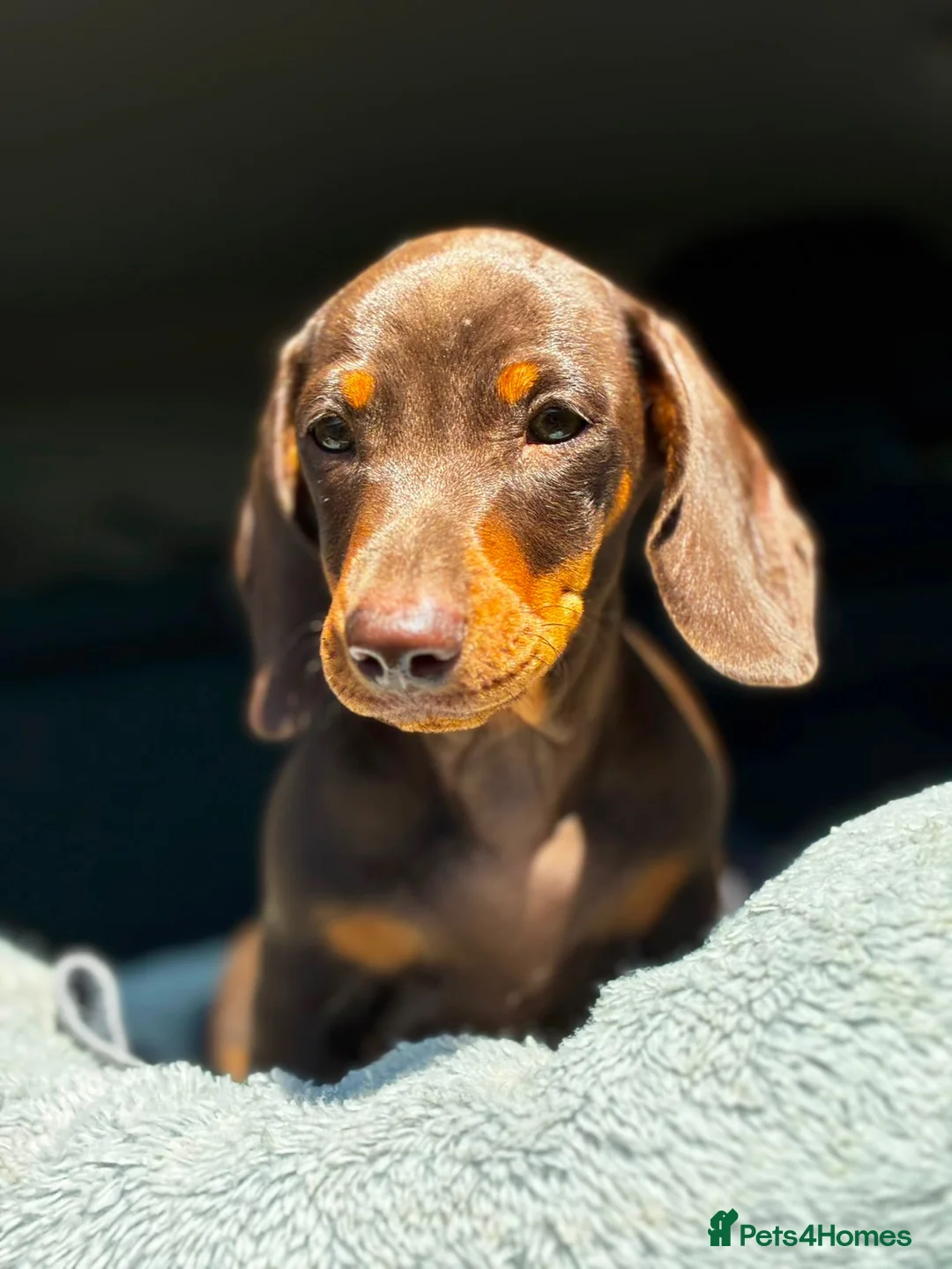 Miniature Dachshund dogs for sale: 1 kennel club miniature dachshund boy ready now in Maidstone - Advert 2