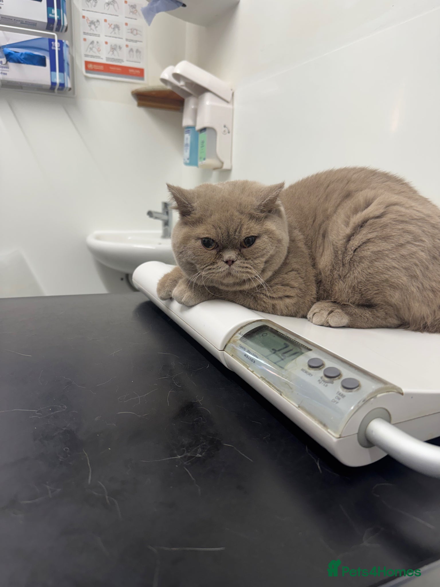 British Shorthair cats Gccf  fawn boy  - Advert 6