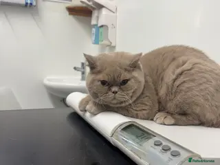 British Shorthair cats Gccf fawn boy - Advert 6