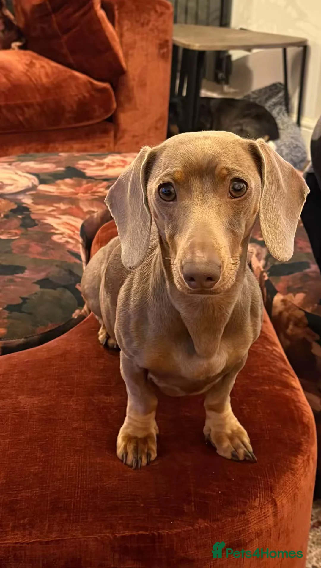 Dachshund dogs for sale: Beautiful 3 year old miniature dachshund  - Advert 1