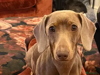 Dachshund dogs Beautiful 3 year old miniature dachshund - Advert 2