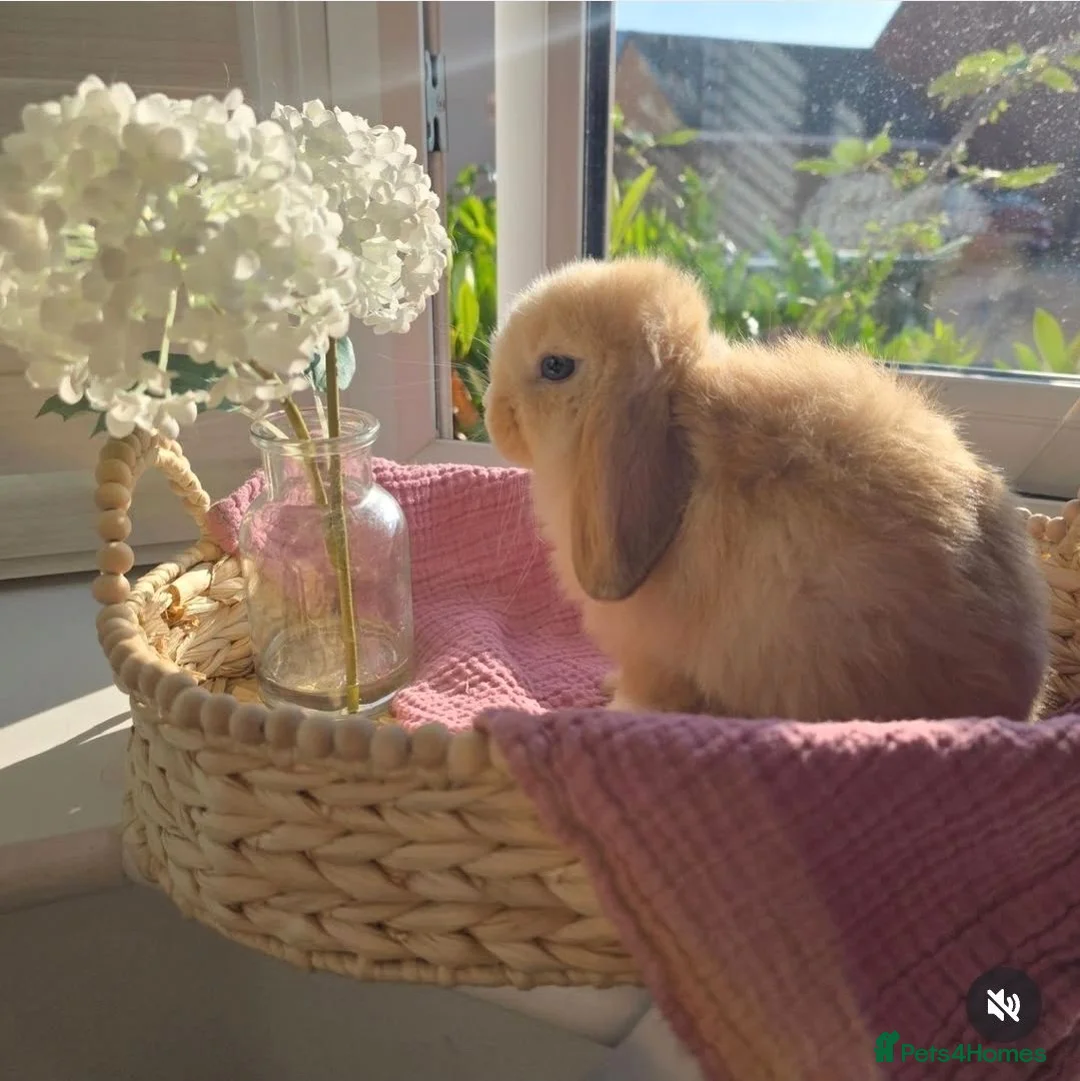 Mini Lop rabbits for sale: Stunning Harli Mini Lop Babies - Advert 1