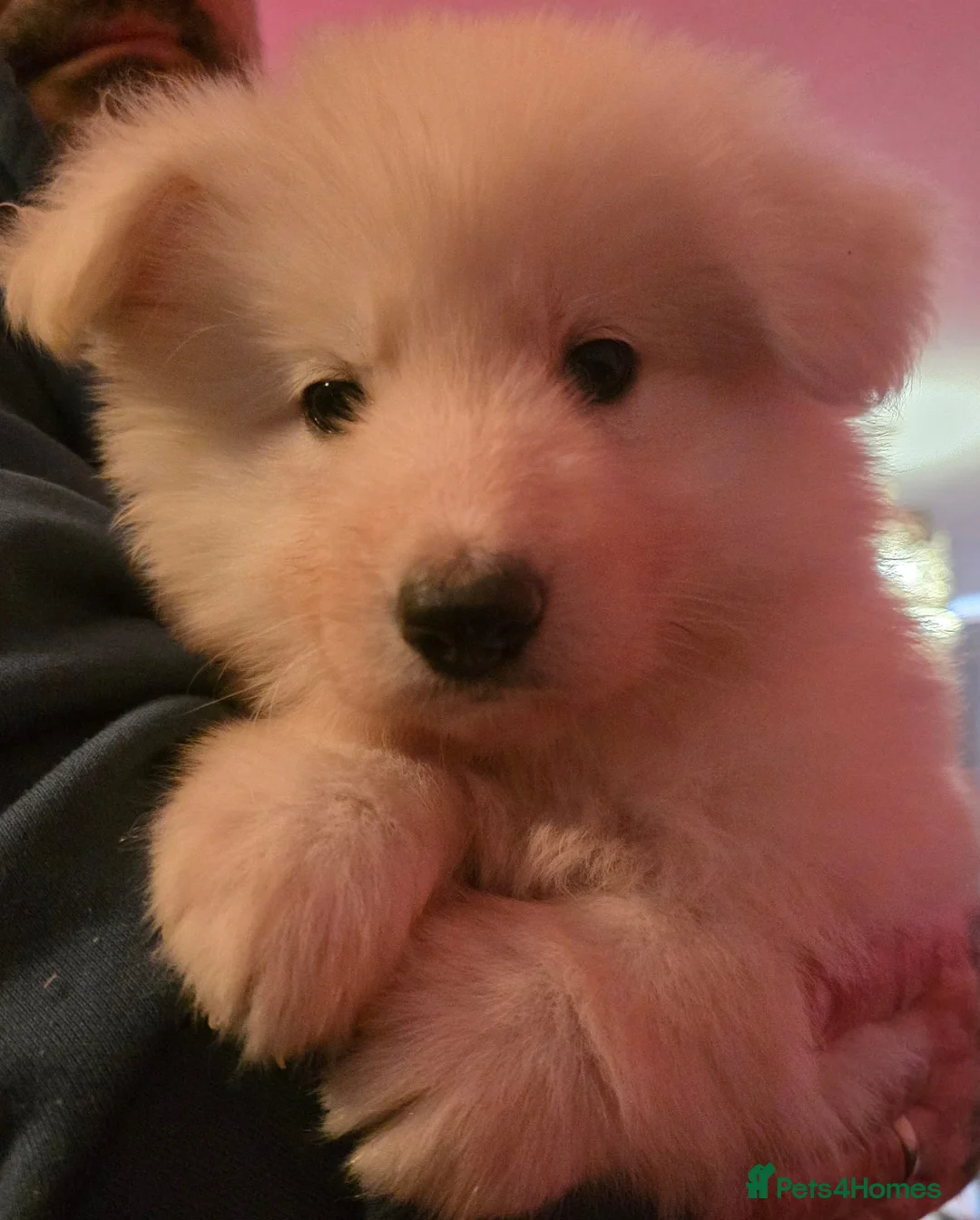 German Shepherd dogs for sale: Straight back white german shepherd  in Leeds - Advert 1