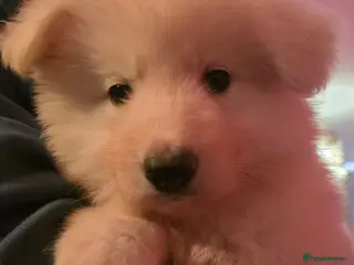 German Shepherd dogs Straight back white german shepherd - Advert 7