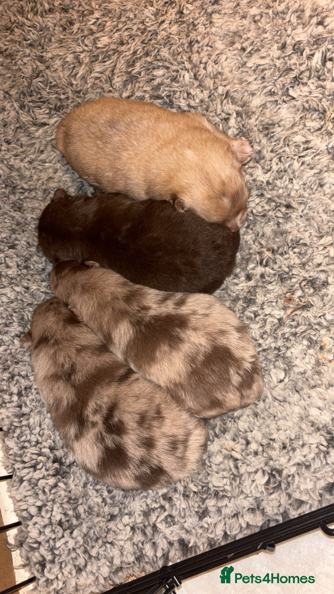 Pomeranian dogs Puppy’s ready in 8 weeks  - Advert 18