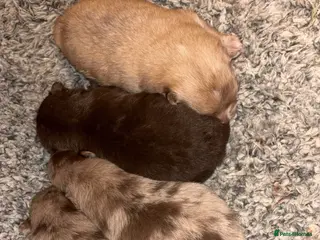 Pomeranian dogs Puppy’s ready in 8 weeks - Advert 18