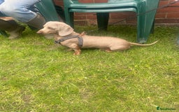 Miniature Dachshund dogs for sale: 8 Week Old Miniature Dachshund Puppies - Image 23